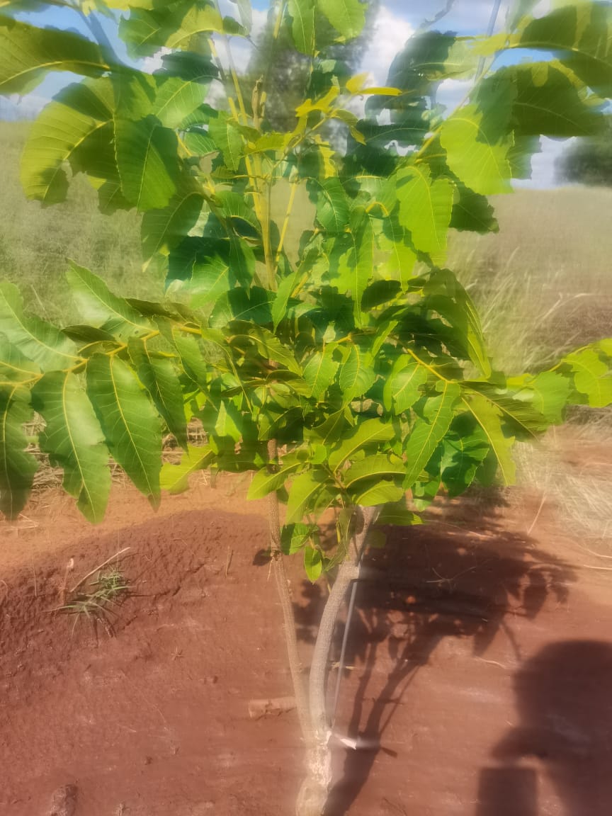 Commercial Property for Sale in Bultfontein Rural Free State